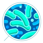 Bacteria-PNG-Transparent